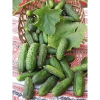 Огірок Сатіна F1, 10 нас